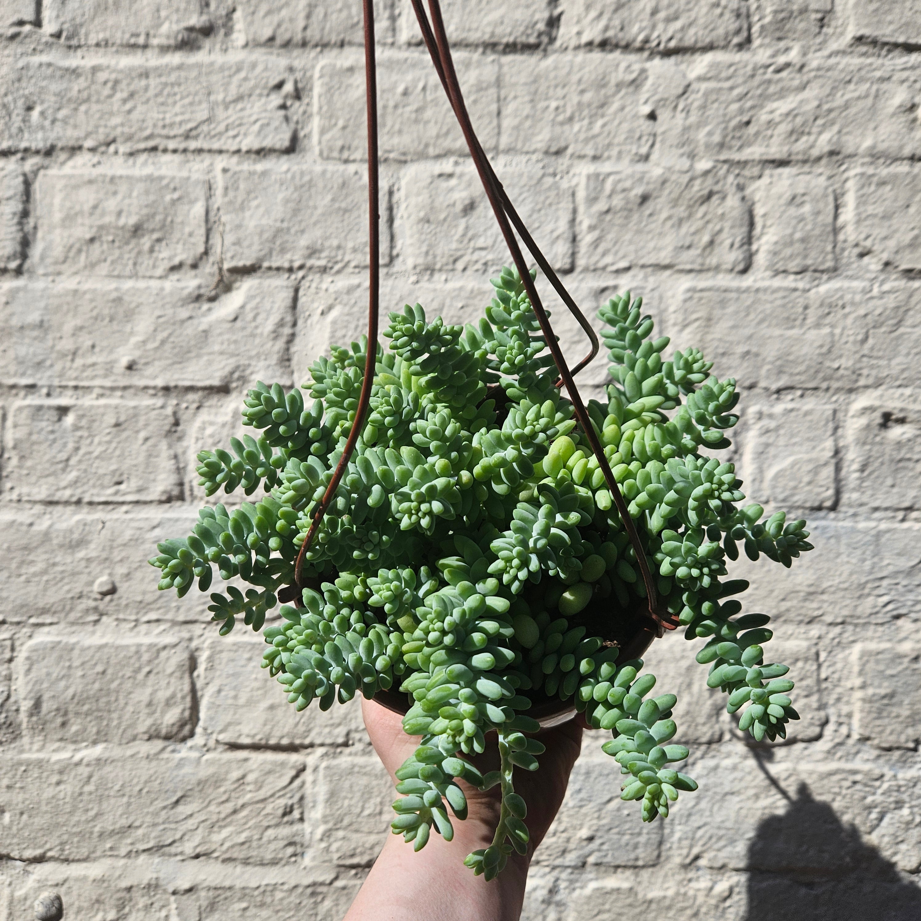 Sedum morganianum &