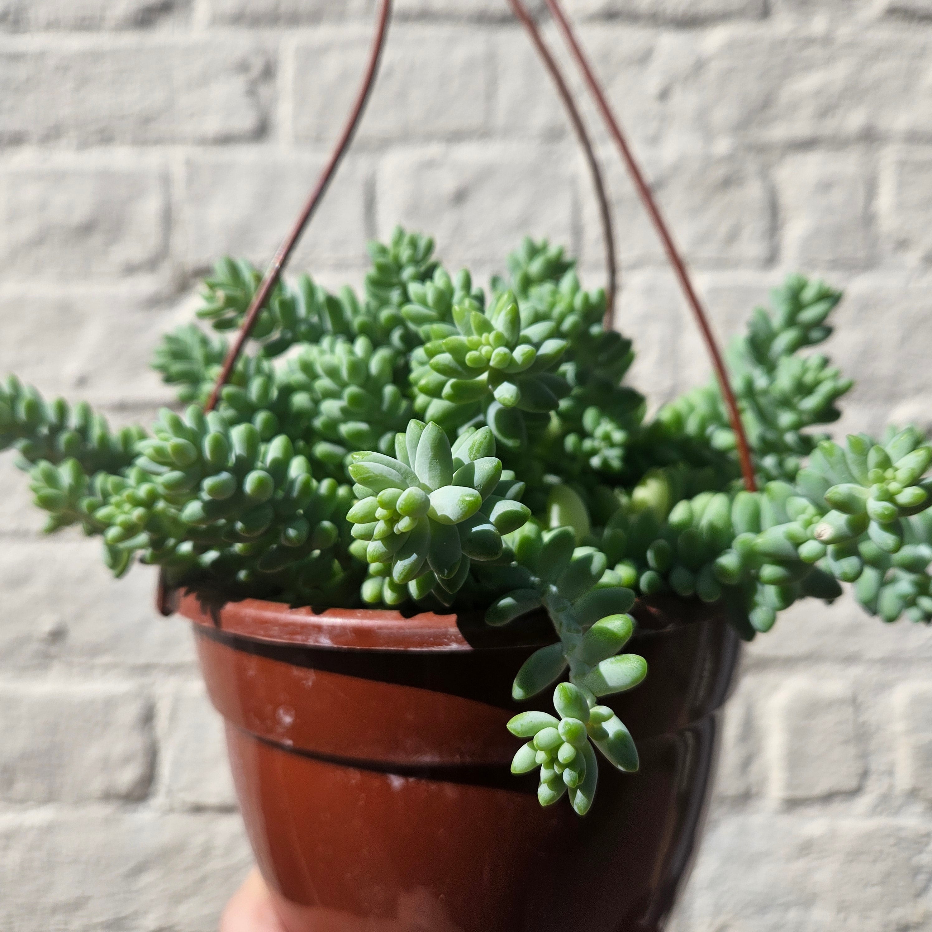 Sedum morganianum &