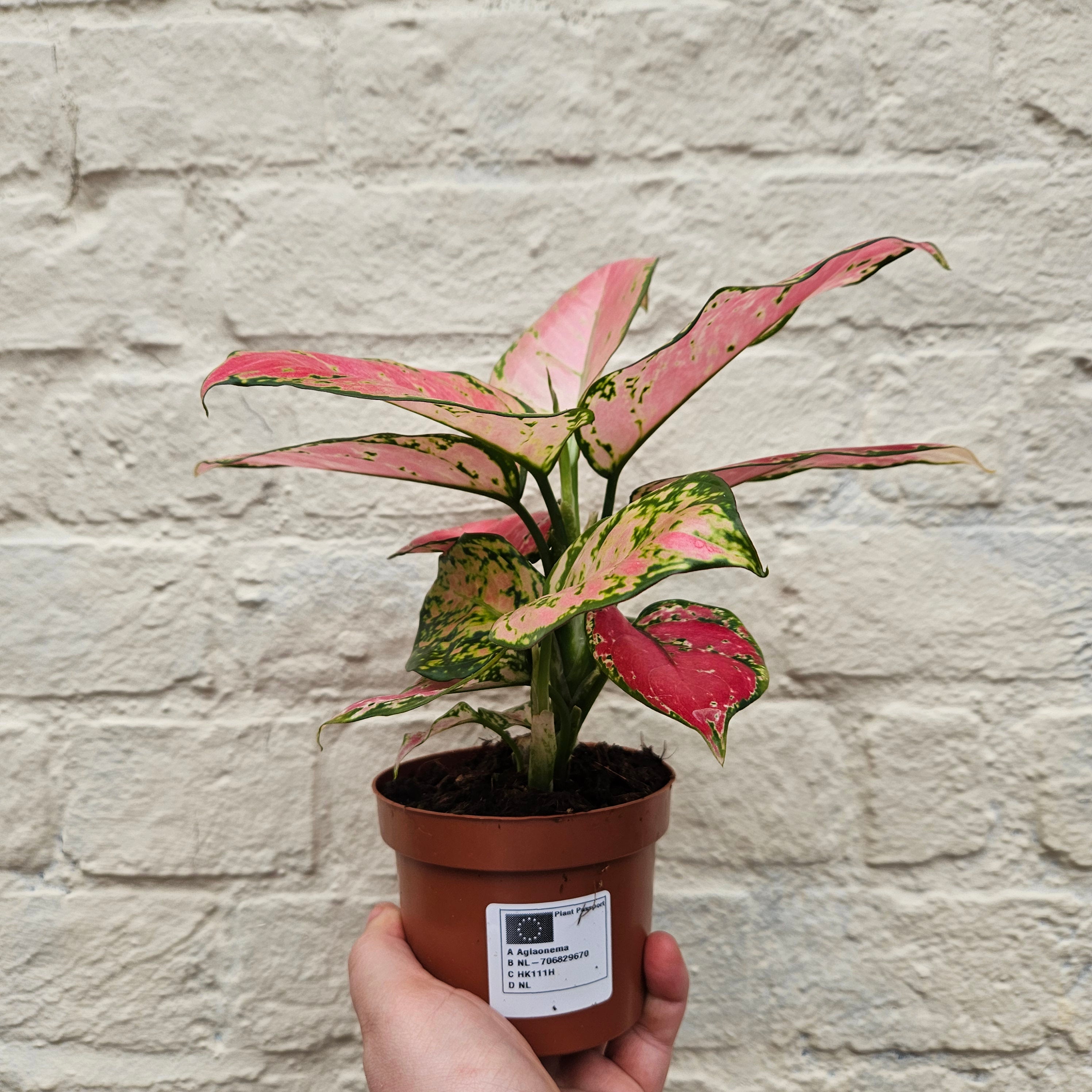 Aglaonema &