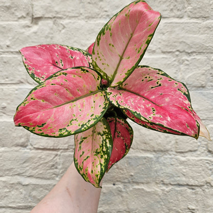 Aglaonema &