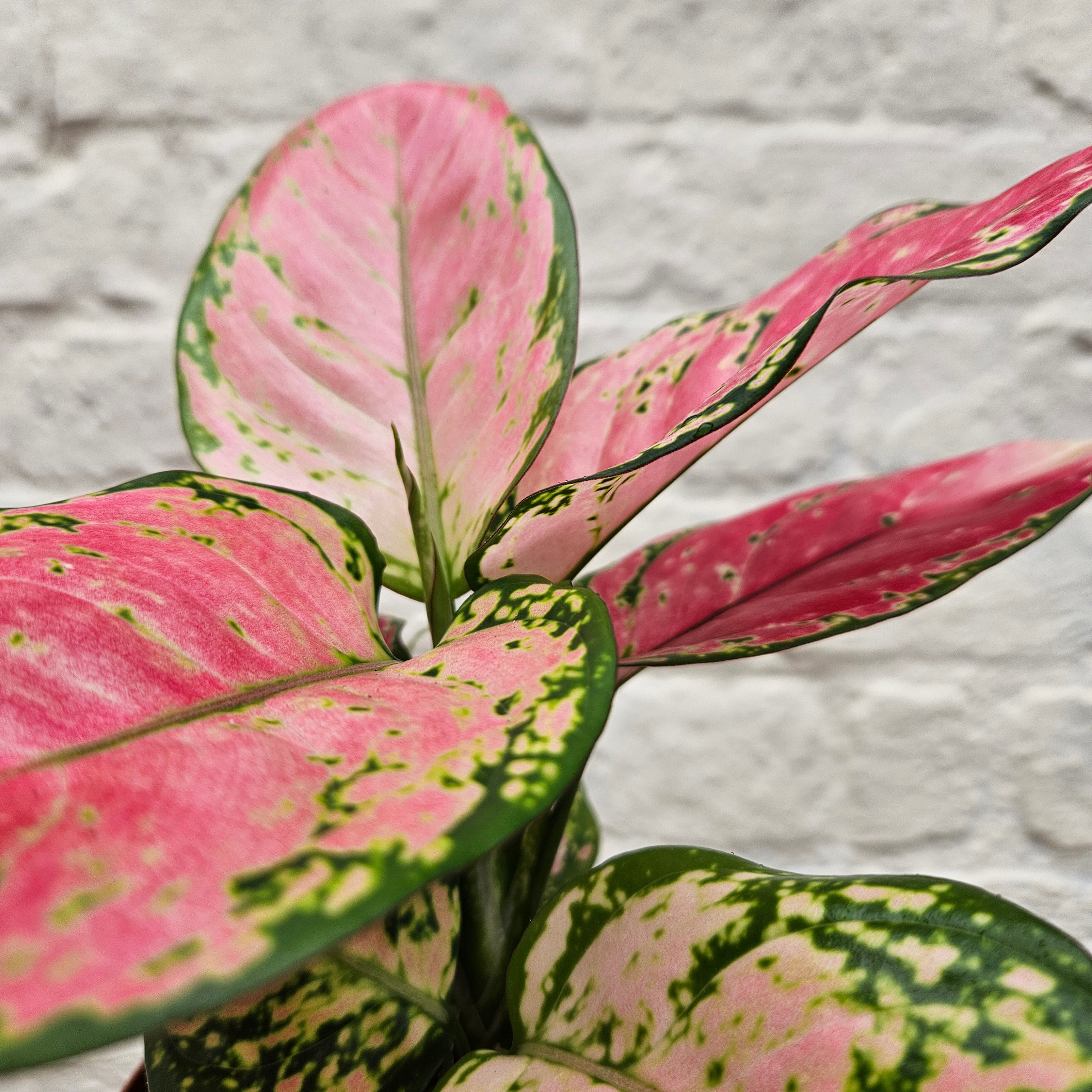 Aglaonema &