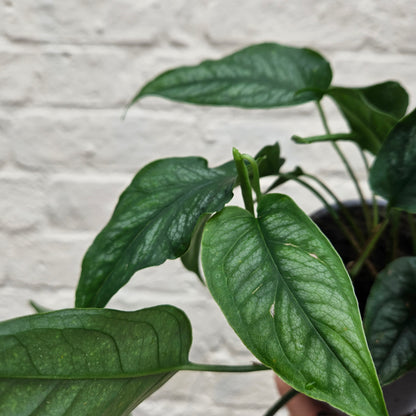 Monstera siltepecana (Silver Monstera)