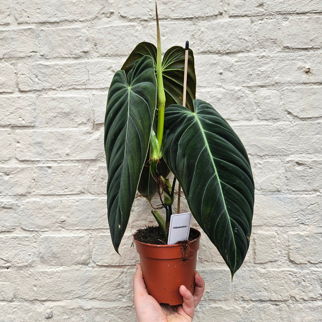 Philodendron melanochrysum (Black-gold Philodendron)