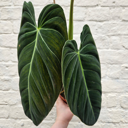 Philodendron melanochrysum (Black-gold Philodendron)