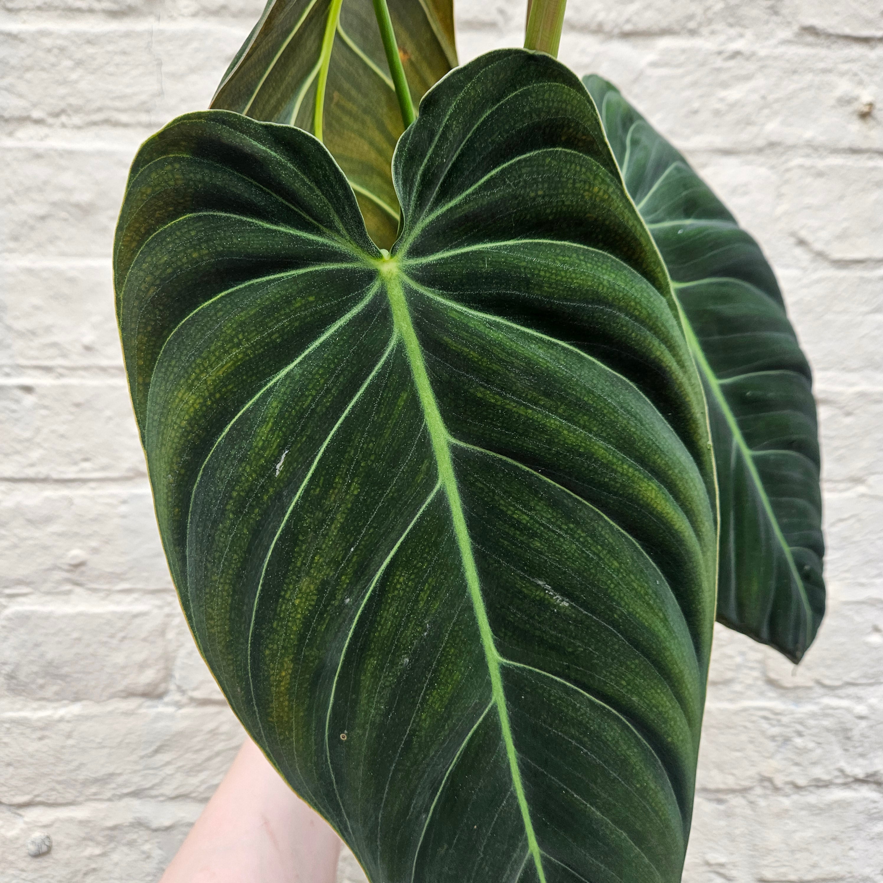 Philodendron melanochrysum (Black-gold Philodendron)