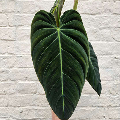 Philodendron melanochrysum (Black-gold Philodendron)