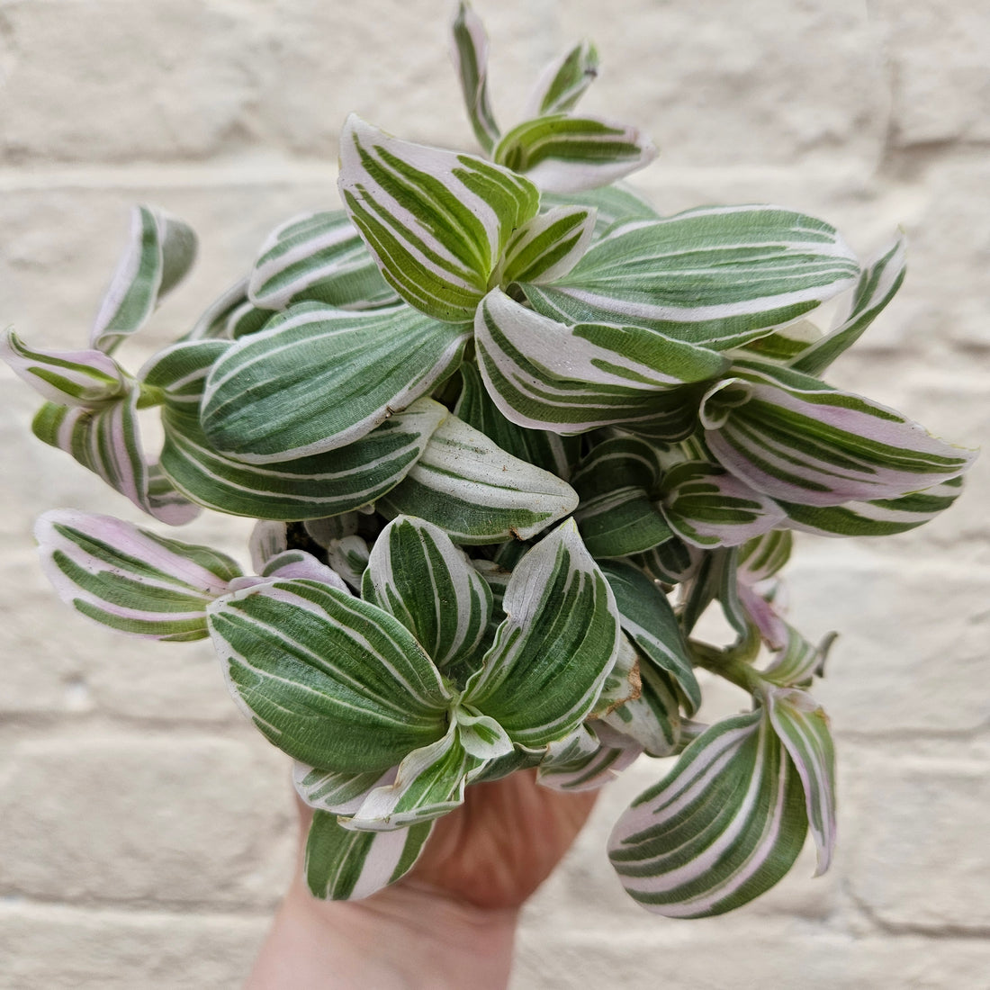 Tradescantia &