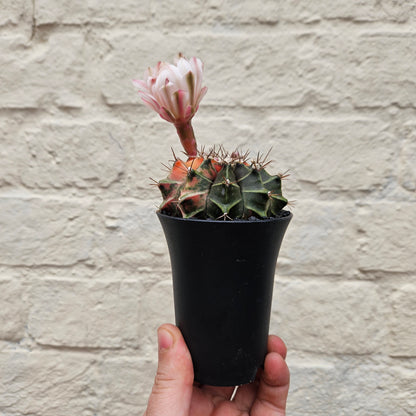 Gymnocalycium mihanovichii variegata &