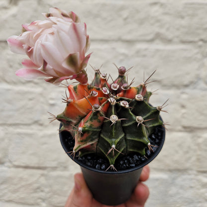 Gymnocalycium mihanovichii variegata &