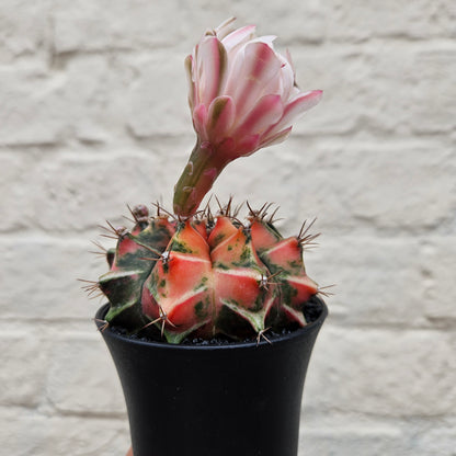 Gymnocalycium mihanovichii variegata &