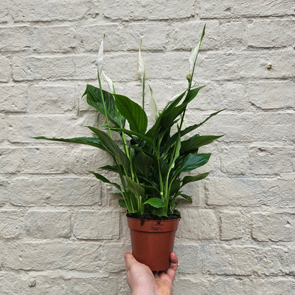 Spathiphyllum &