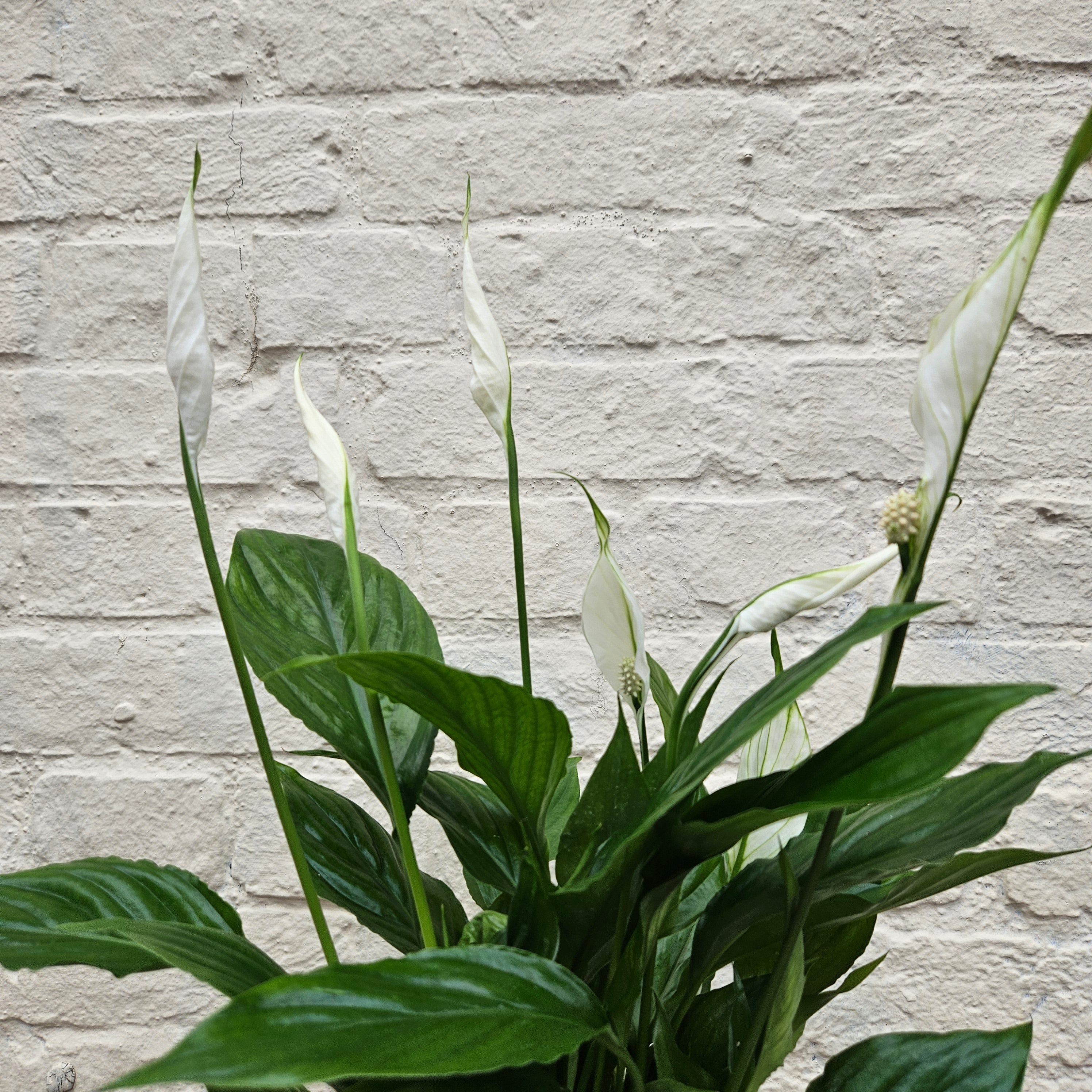 Spathiphyllum &