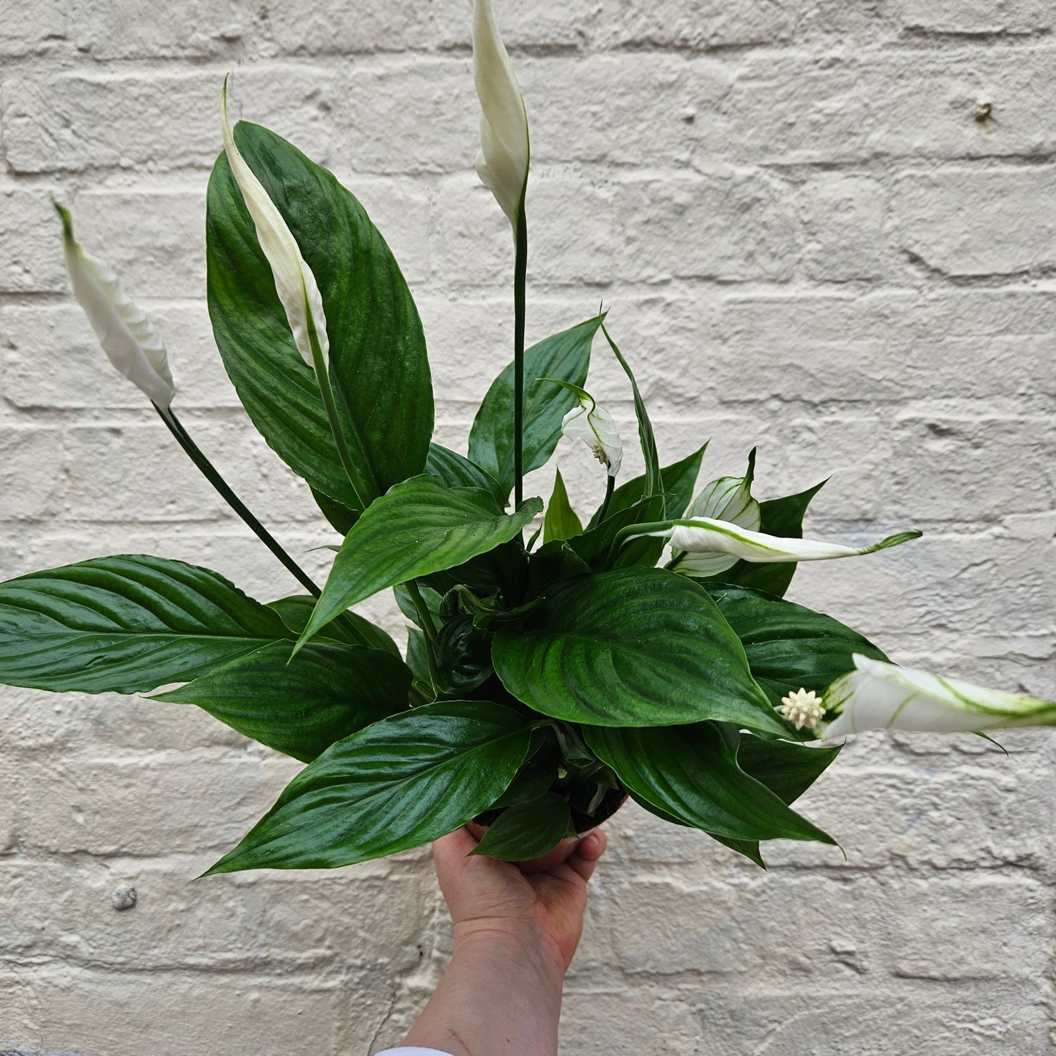 Spathiphyllum &