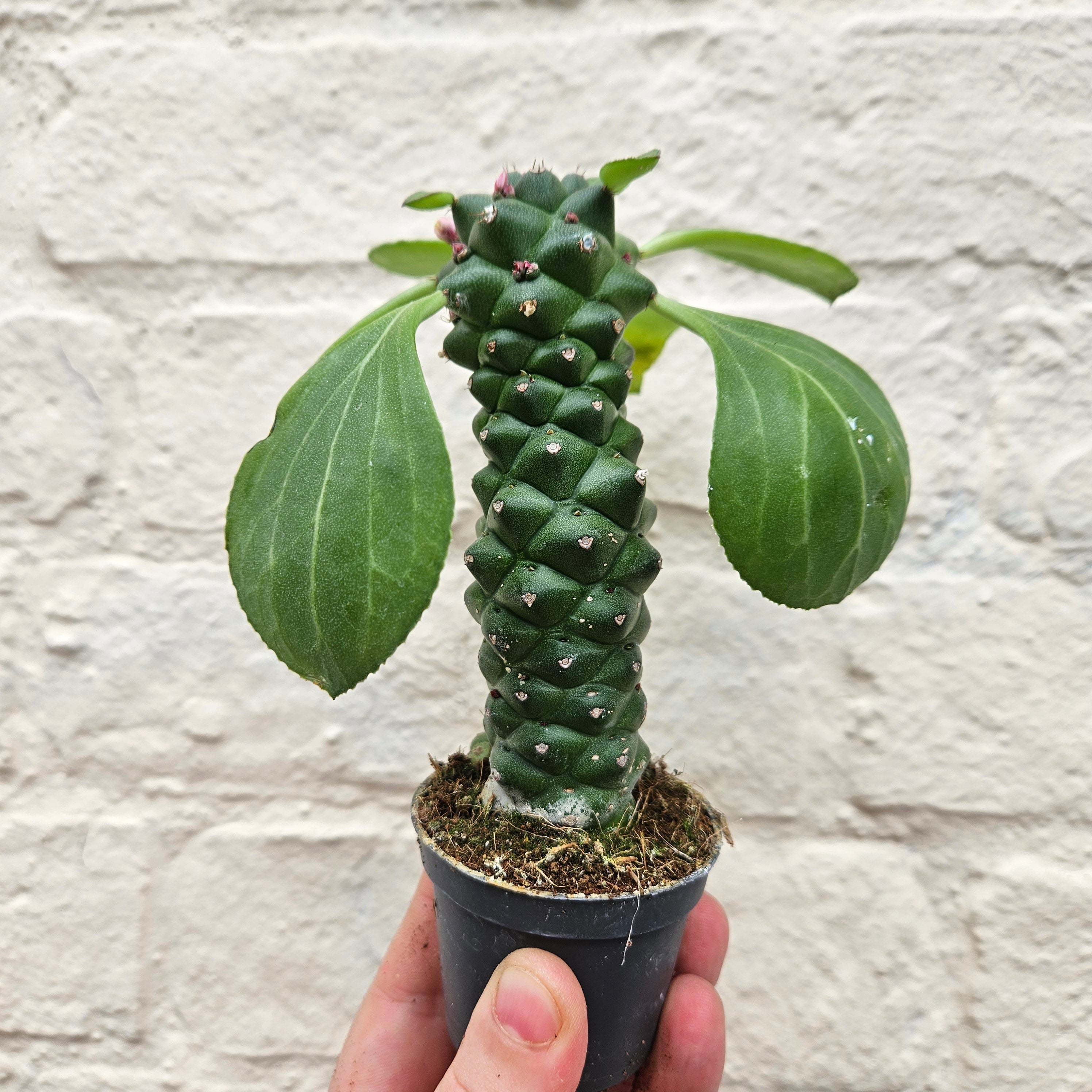 Euphorbia ritchiei (Madagascar Spurge)