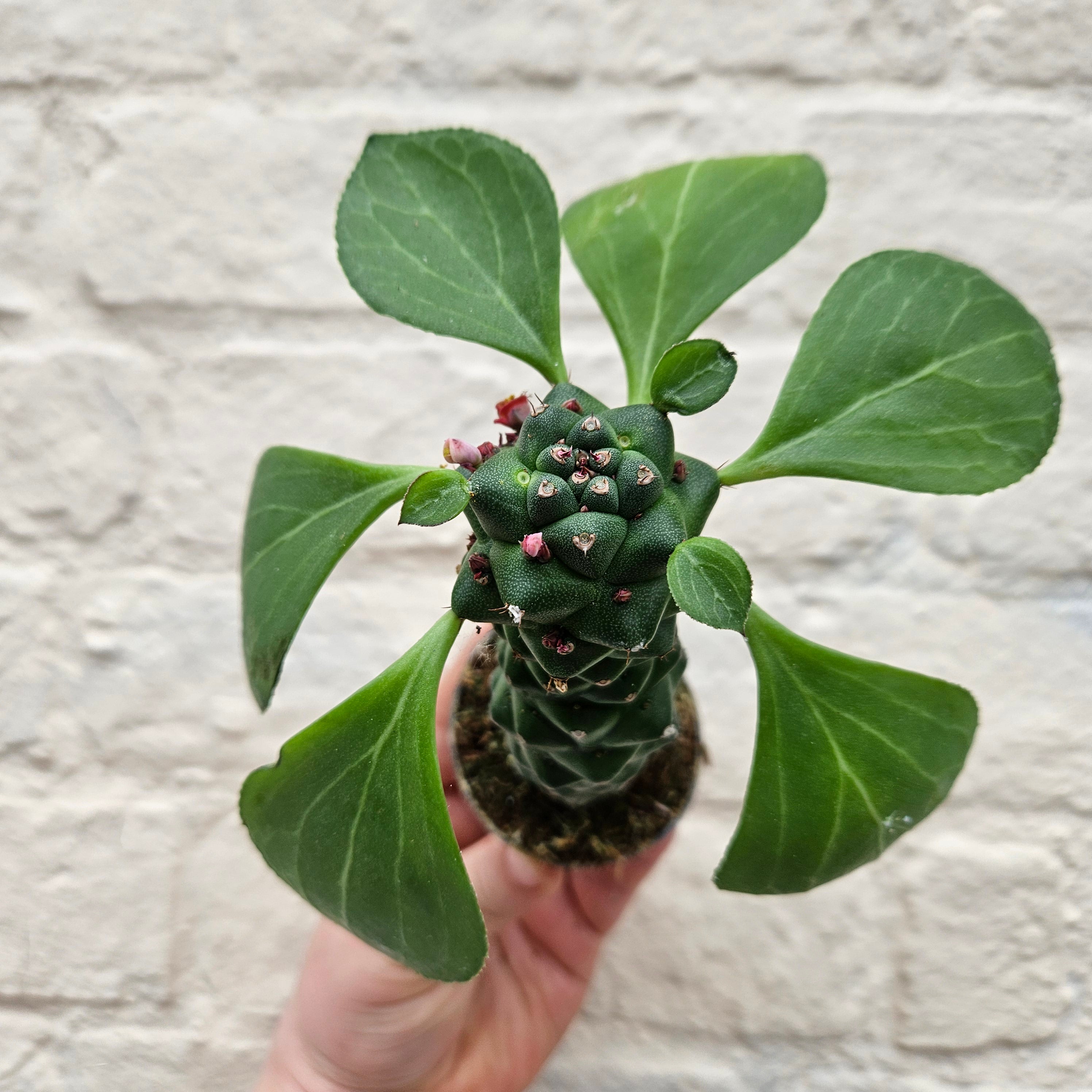 Euphorbia ritchiei (Madagascar Spurge)