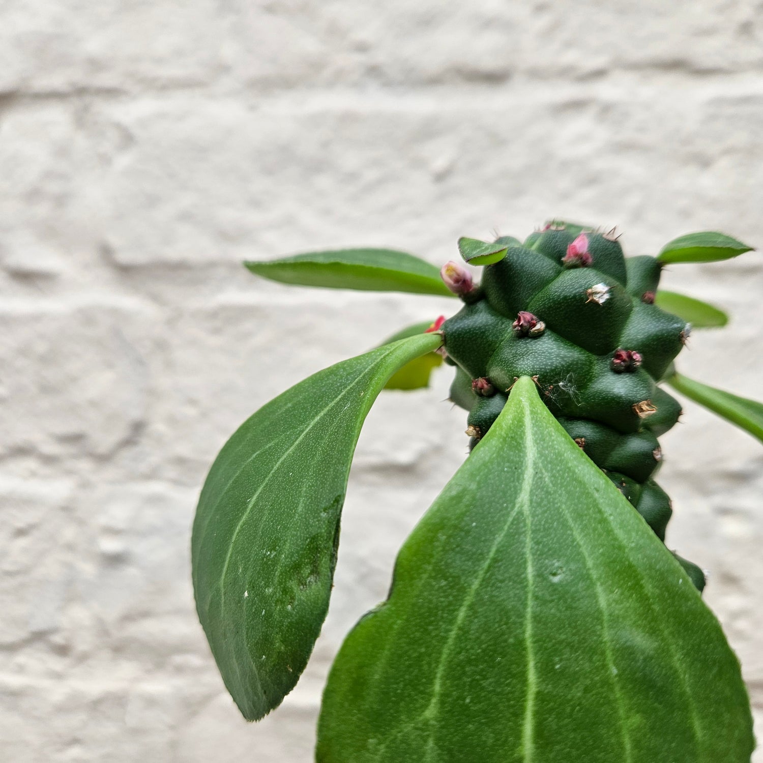 Euphorbia ritchiei (Madagascar Spurge)