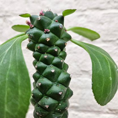 Euphorbia ritchiei (Madagascar Spurge)