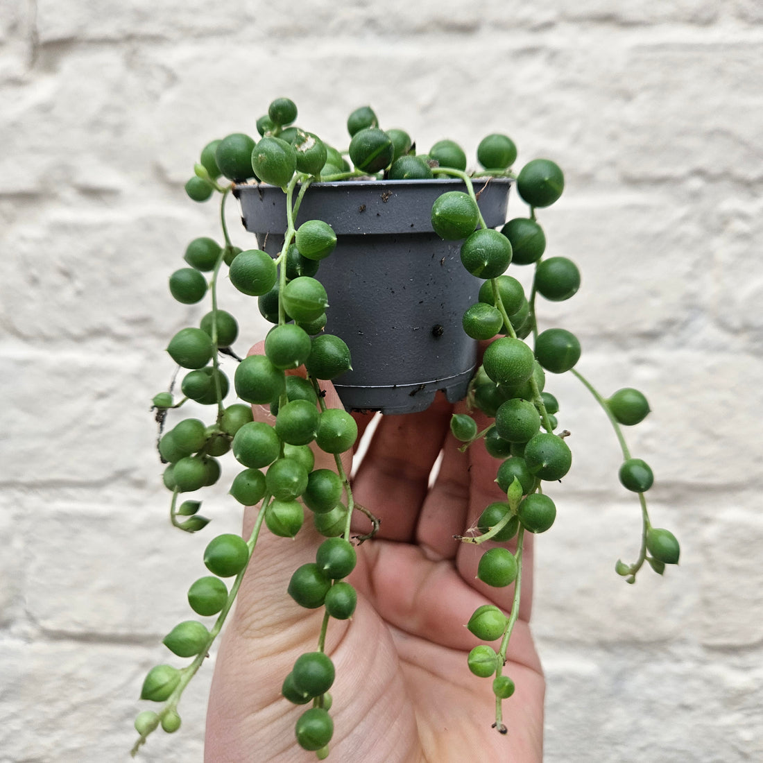 Senecio rowleyanus (String of beads/pearls) Various sizes