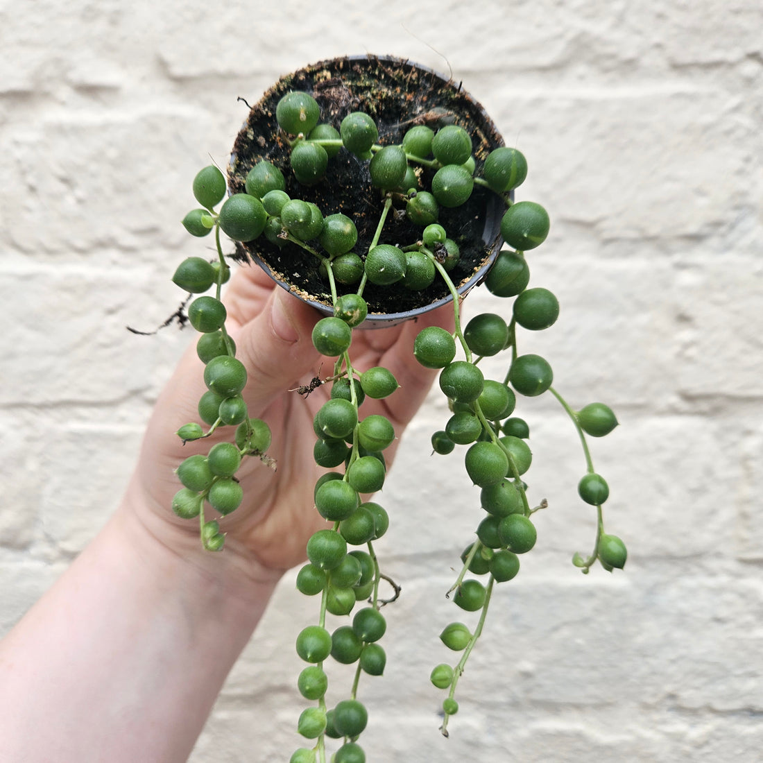 Senecio rowleyanus (String of beads/pearls) Various sizes