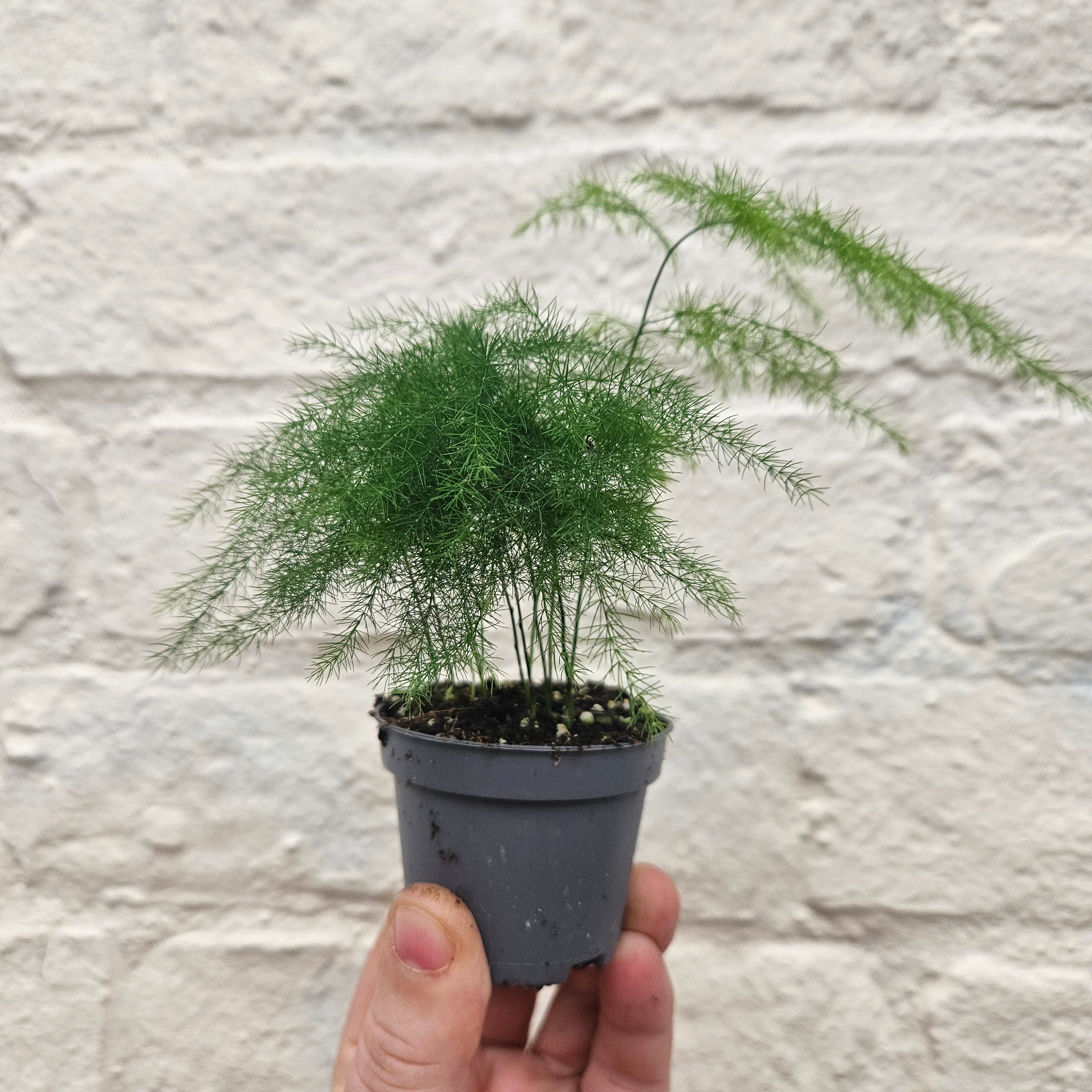 Asparagus setaceus (Asparagus fern) - Various sizes