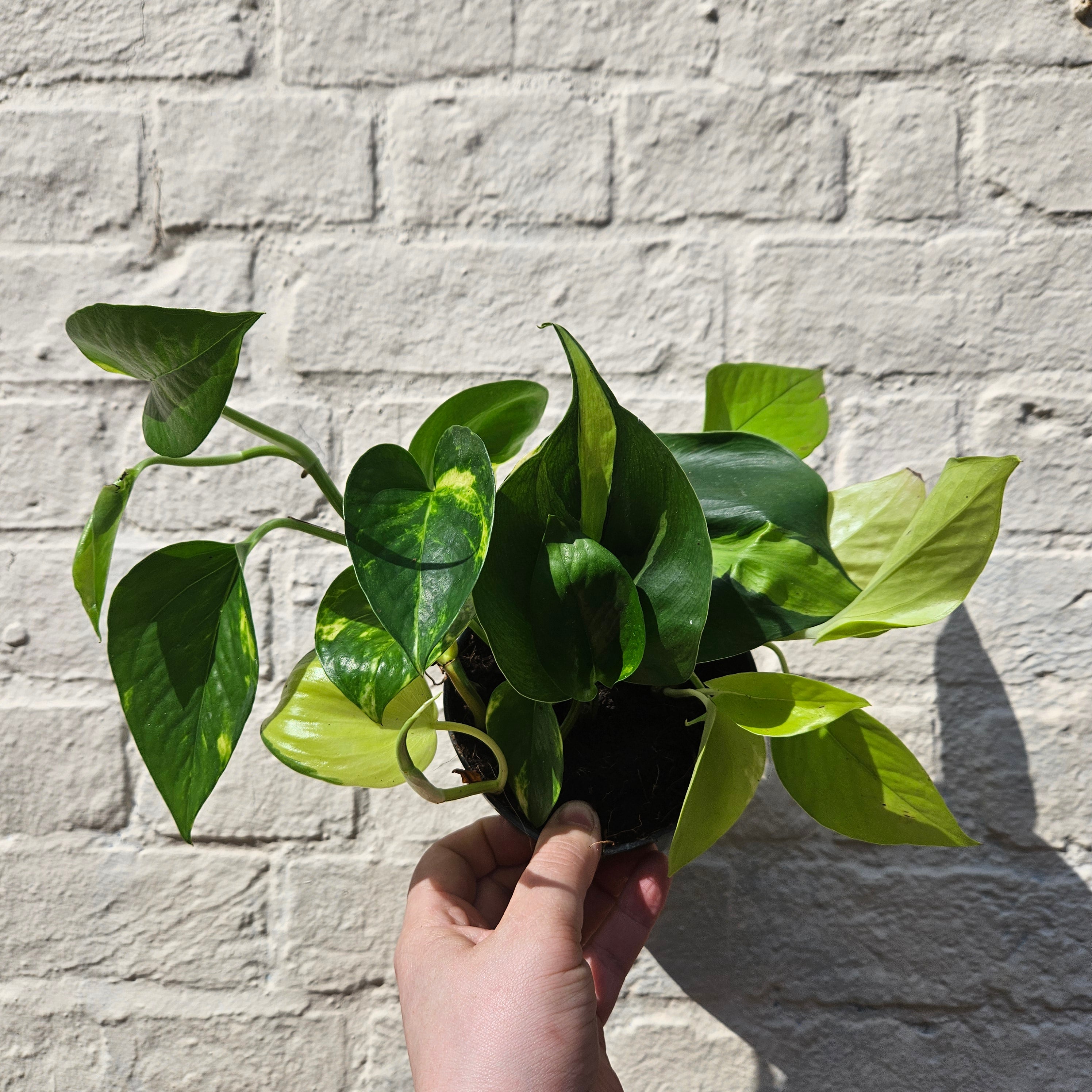 Mixed Epipremnum and Philodendron (Pothos &amp; Philodendron)