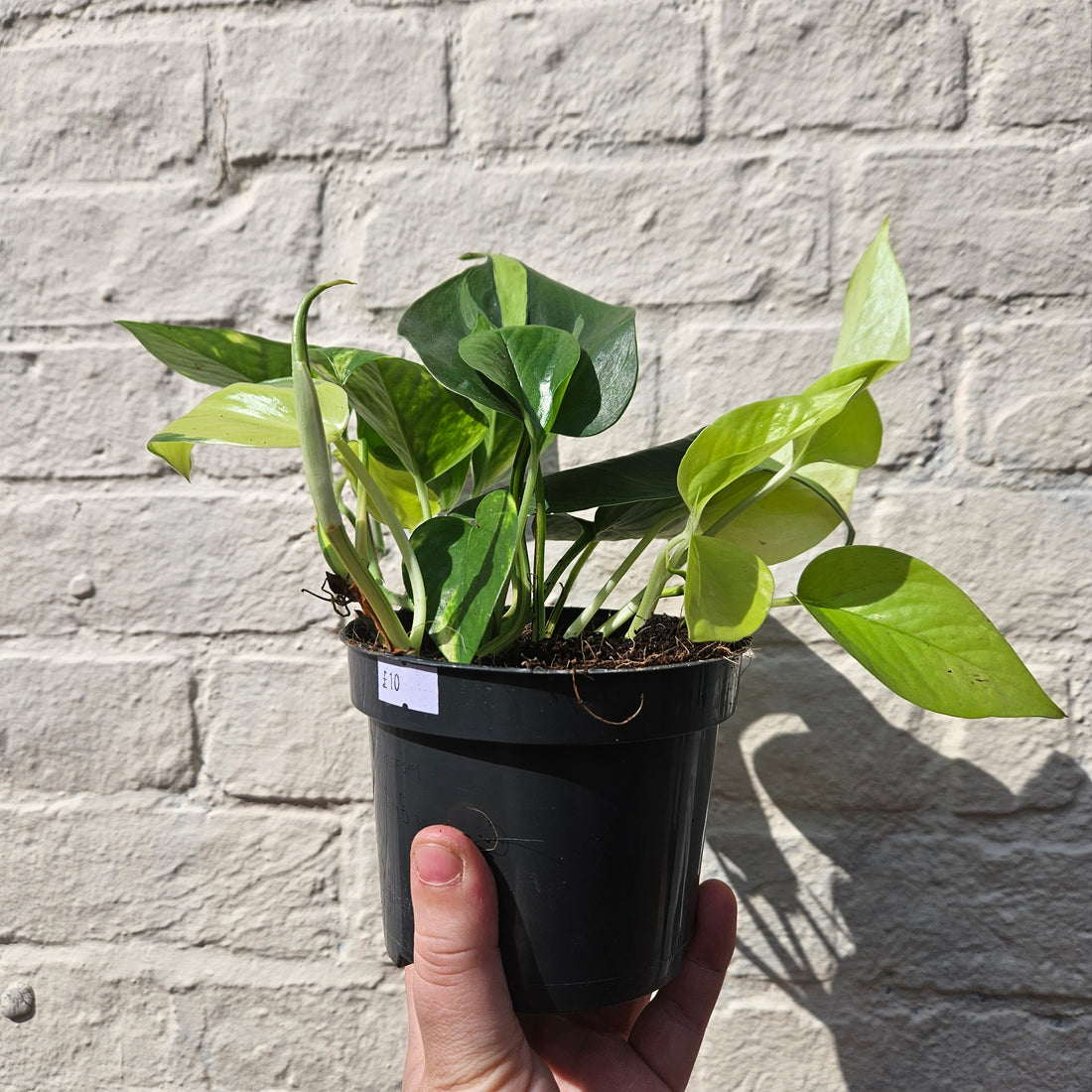 Mixed Epipremnum and Philodendron (Pothos/Philodendron)