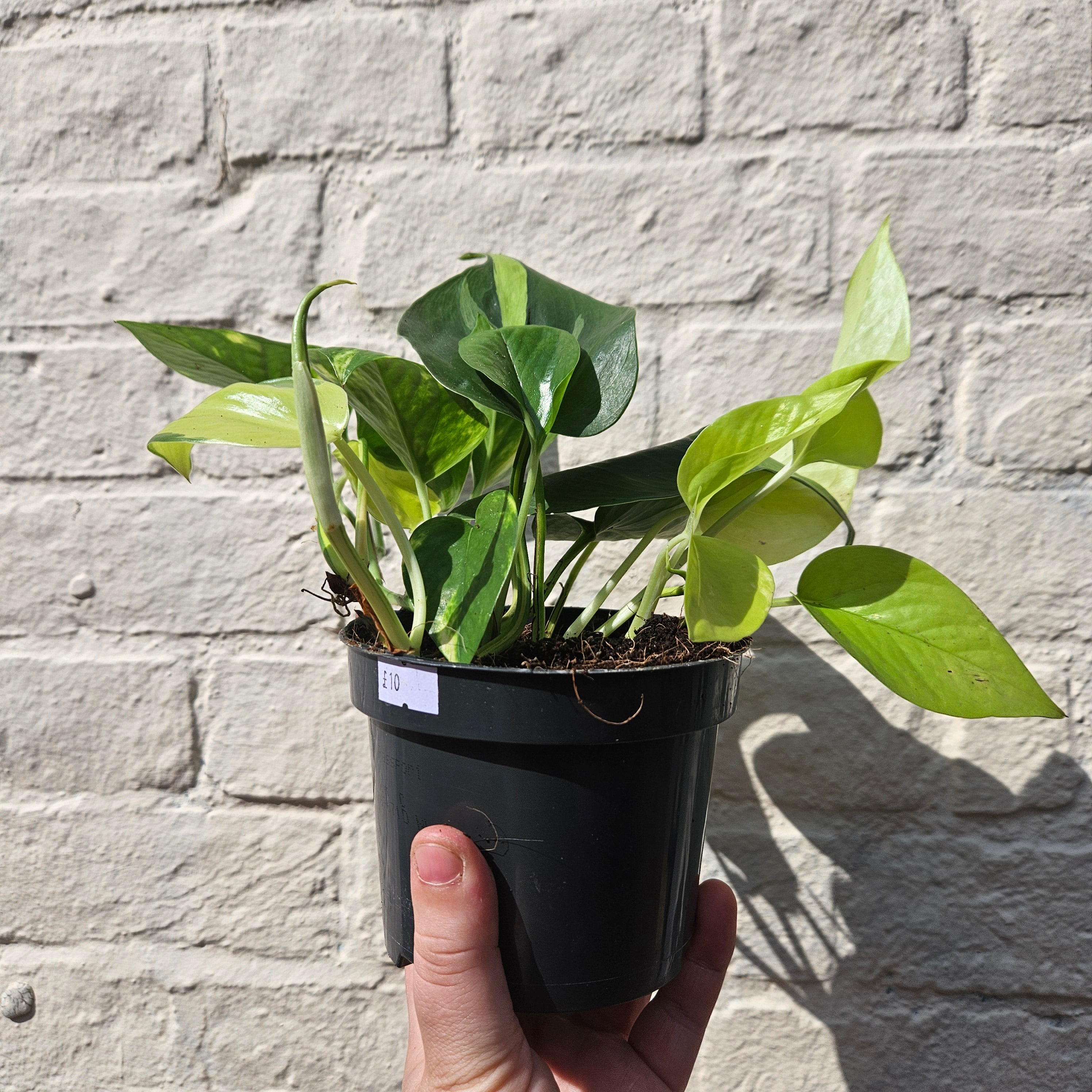 Mixed Epipremnum and Philodendron (Pothos &amp; Philodendron)