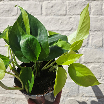 Mixed Epipremnum and Philodendron (Pothos &amp; Philodendron)