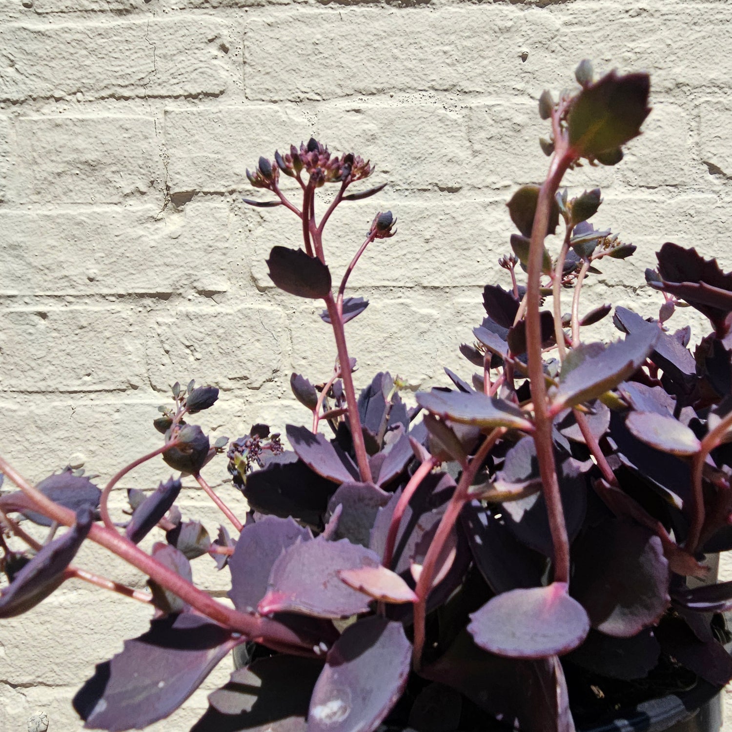 Sedum Varieties (Large)