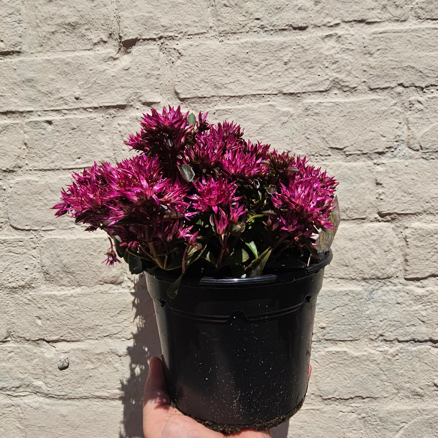 Sedum Varieties (Large)