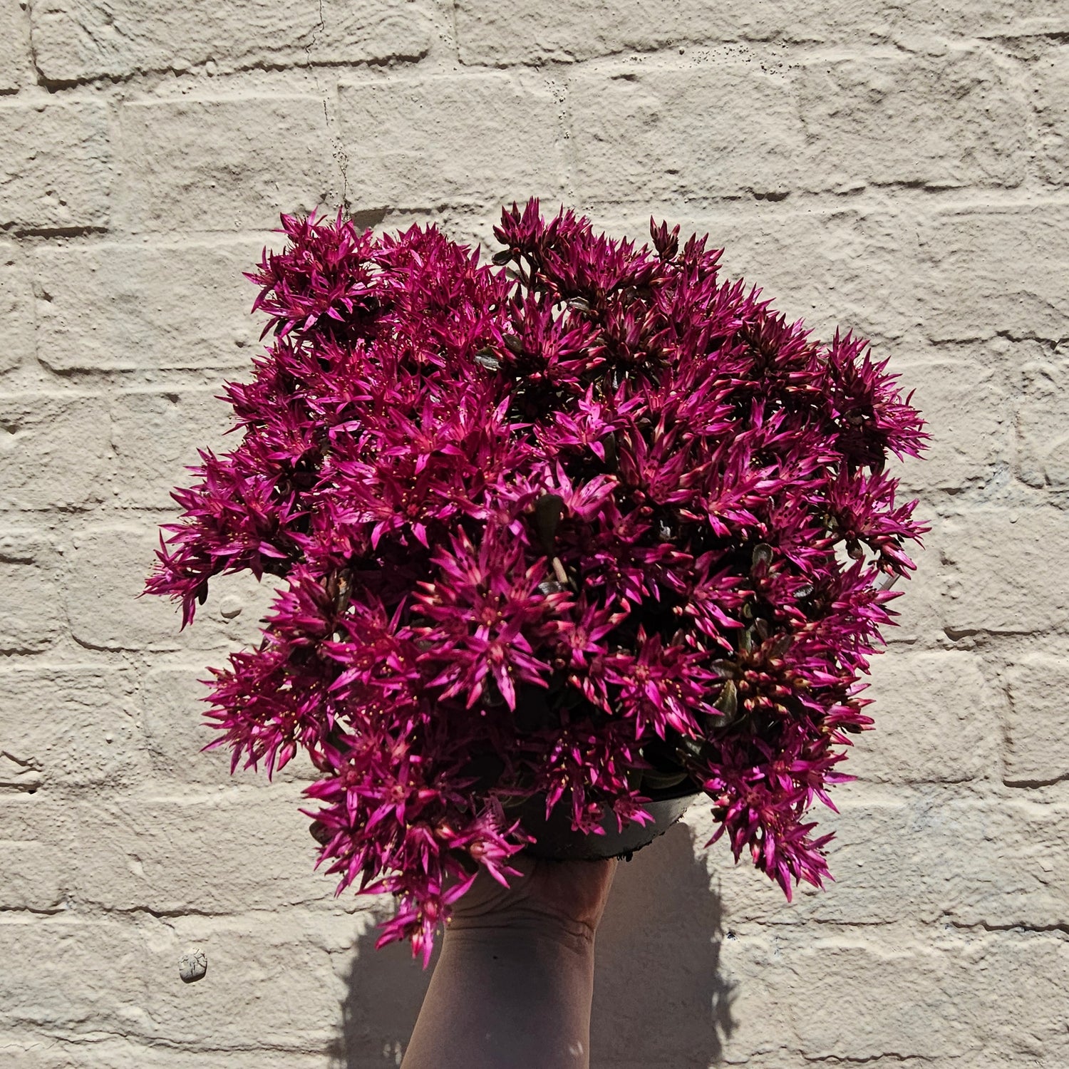 Sedum Varieties (Large)