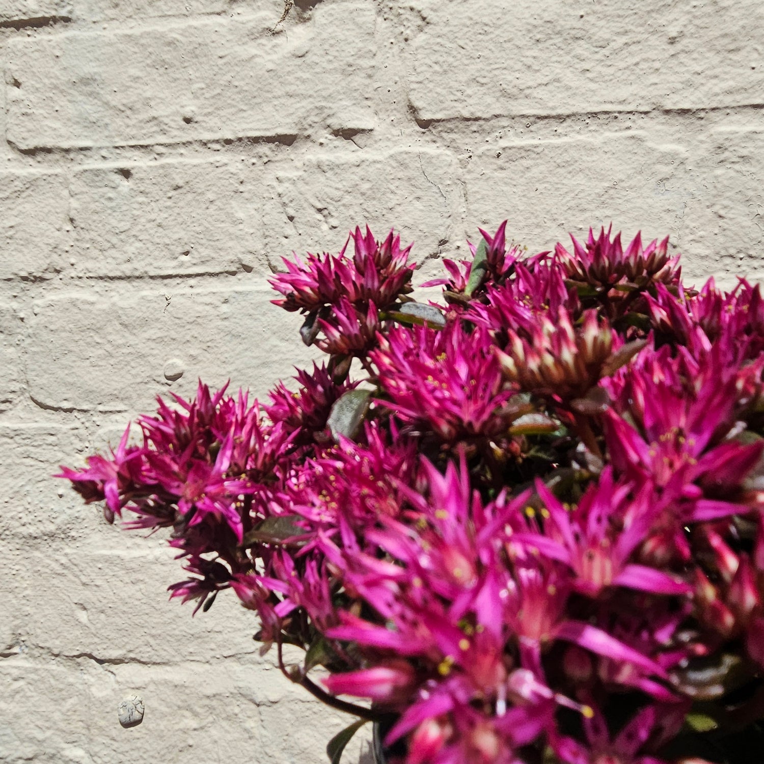 Sedum Varieties (Large)