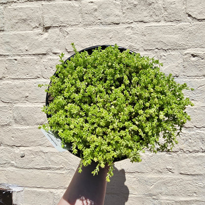 Sedum Varieties (Large)