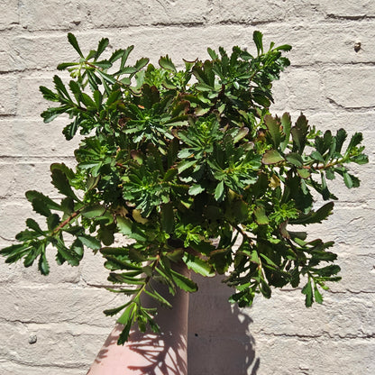 Sedum Varieties (Large)