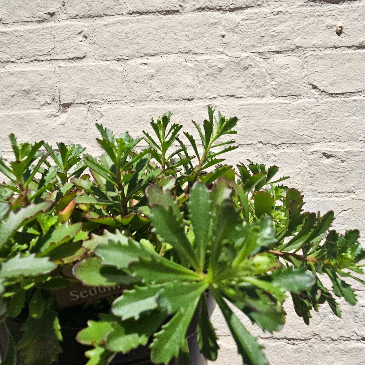 Sedum Varieties (Large)