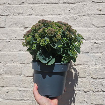 Sedum Varieties (Large)