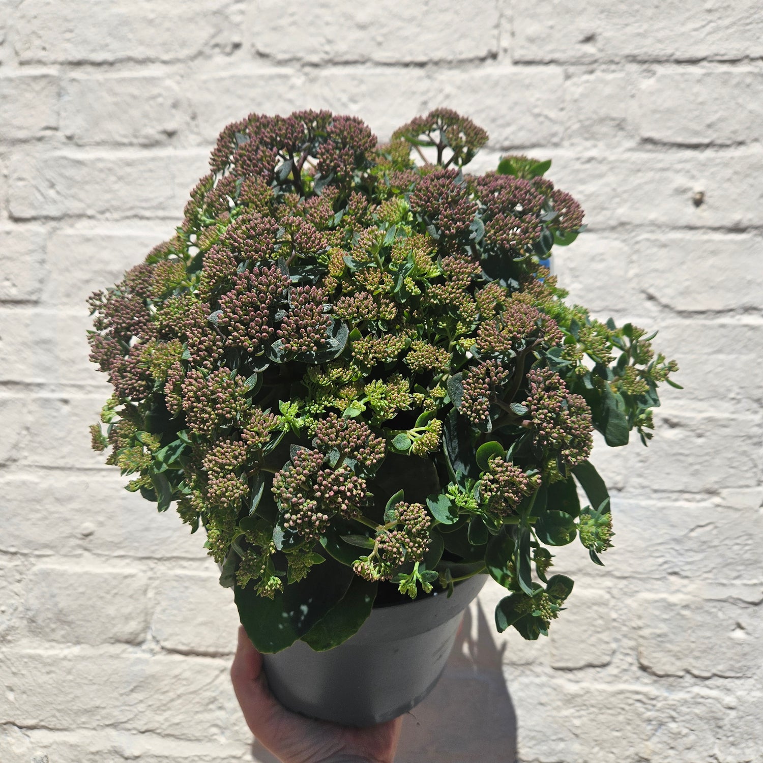 Sedum Varieties (Large)