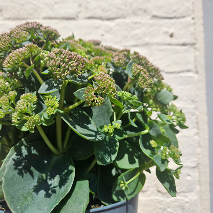 Sedum Varieties (Large)