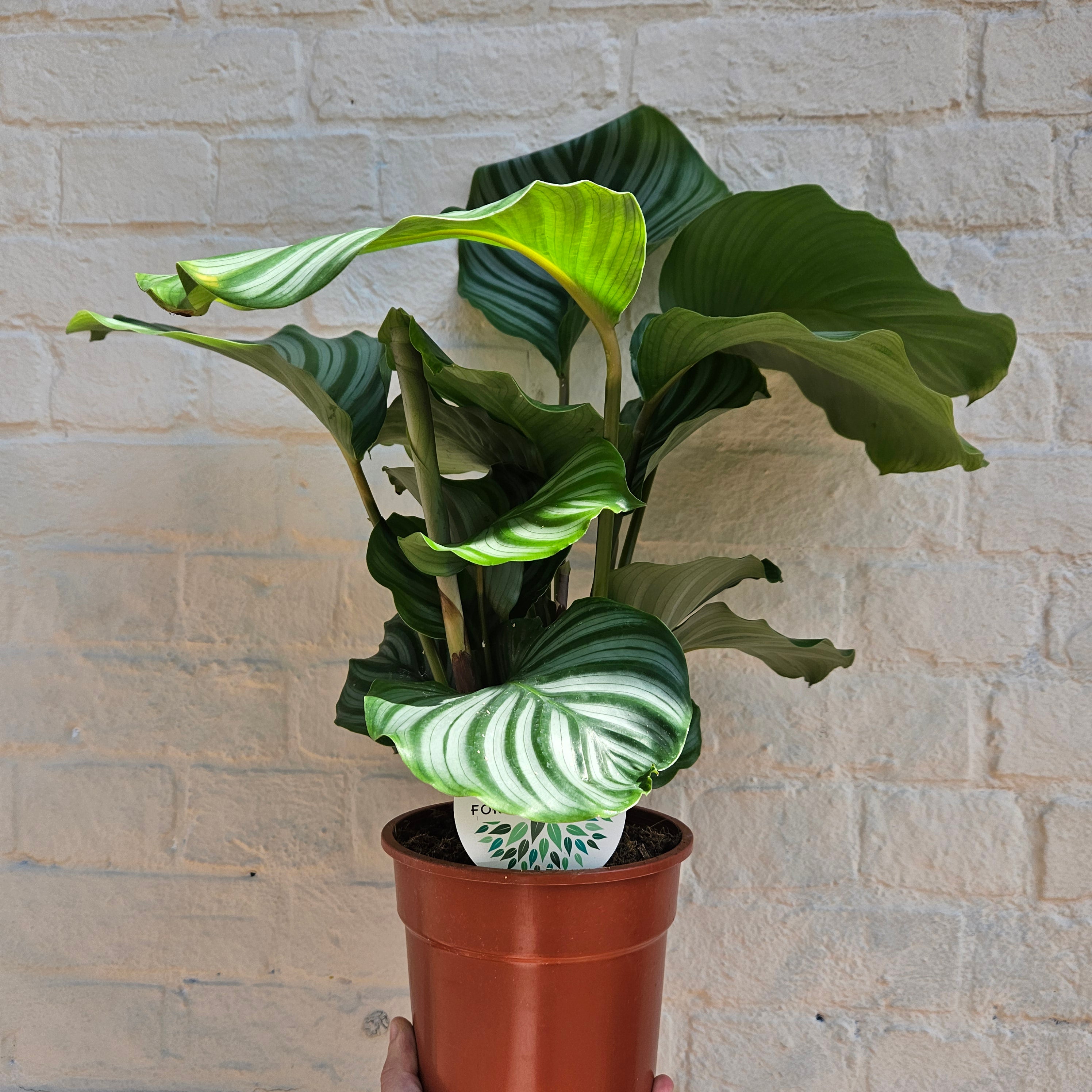 Goeppertia orbifolia syn. Calathea orbifolia (Prayer Plant)