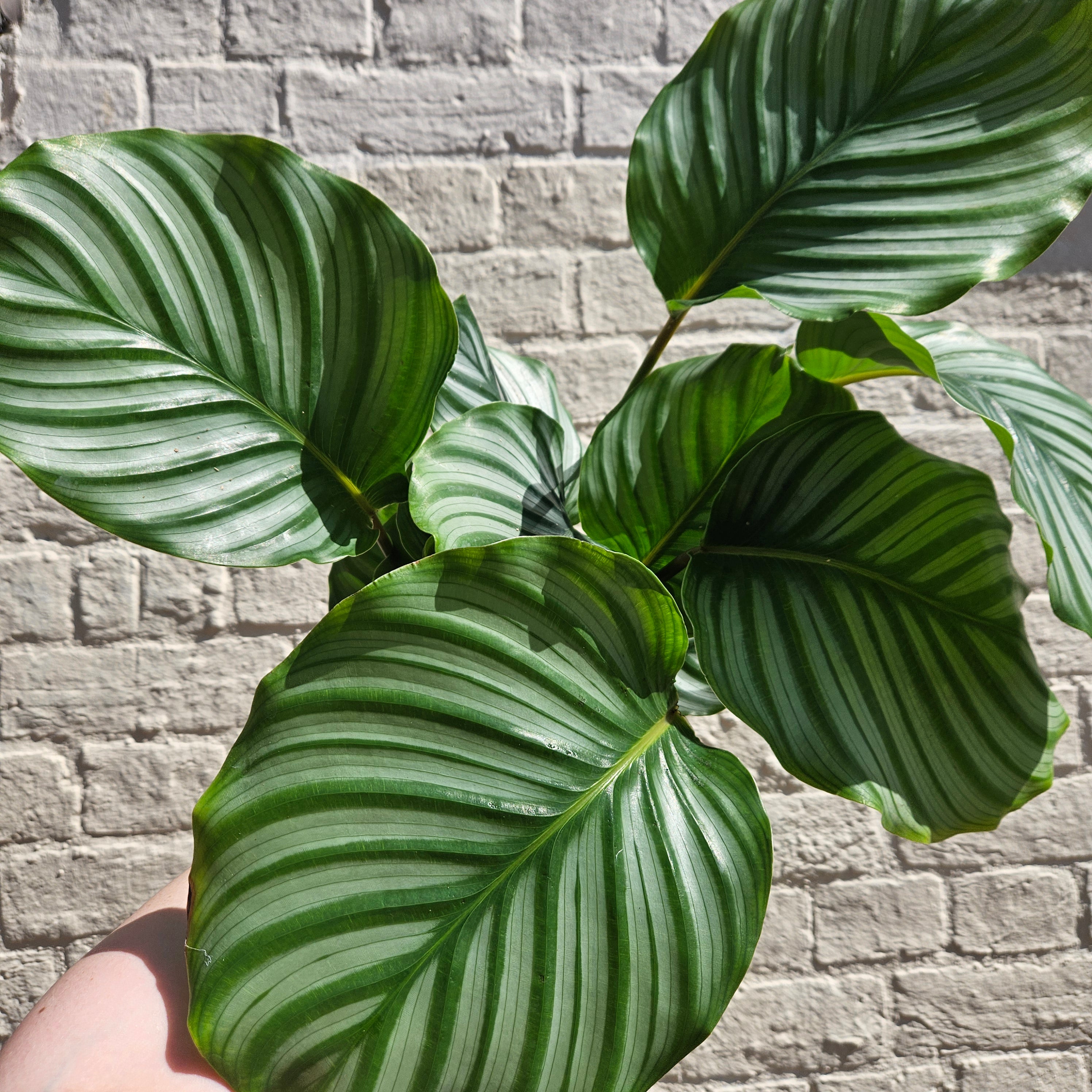 Goeppertia orbifolia syn. Calathea orbifolia (Prayer Plant)