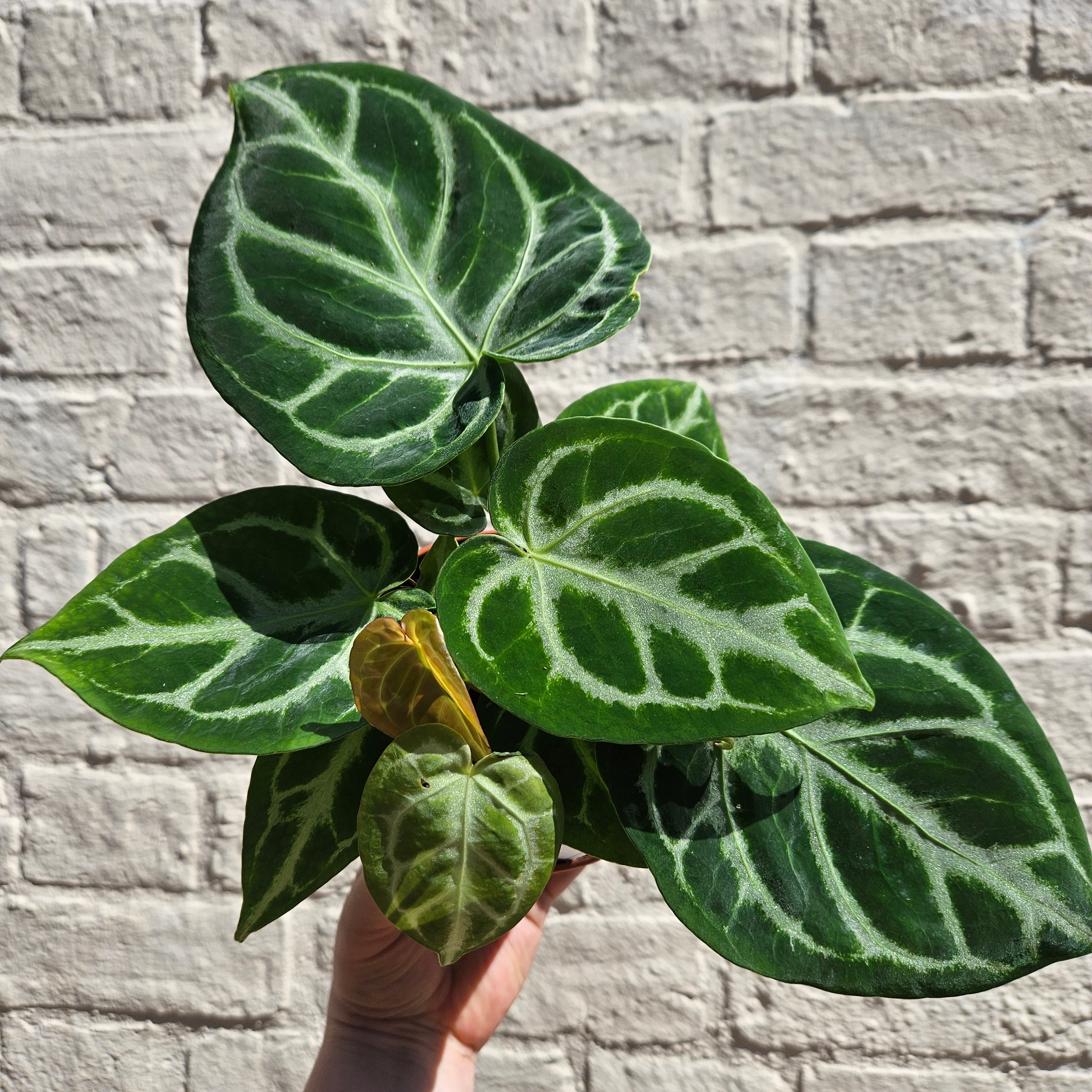 Anthurium crystallinum &