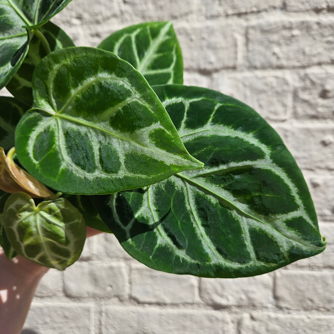 Anthurium crystallinum &