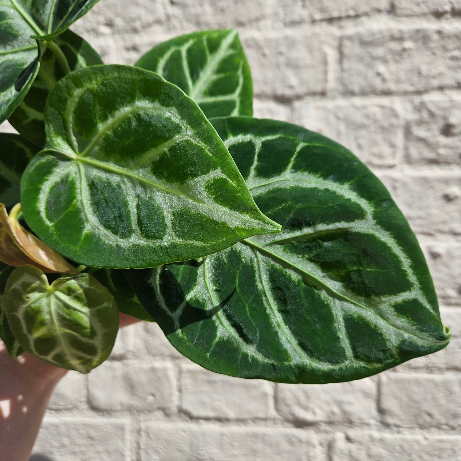 Anthurium crystallinum &