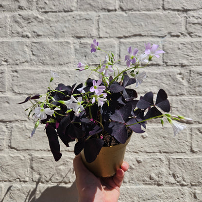 Oxalis triangularis (False Shamrock / purple plant)