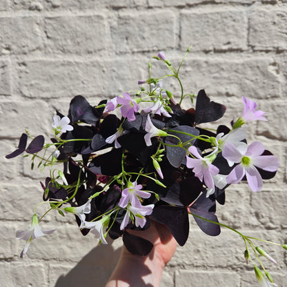 Oxalis triangularis (False Shamrock / purple plant)