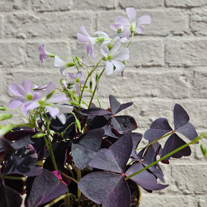 Oxalis triangularis (False Shamrock / purple plant)