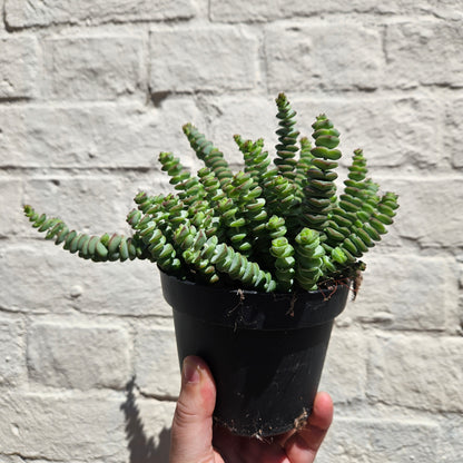 Crassula marnieriana (Jade Necklace Plant)