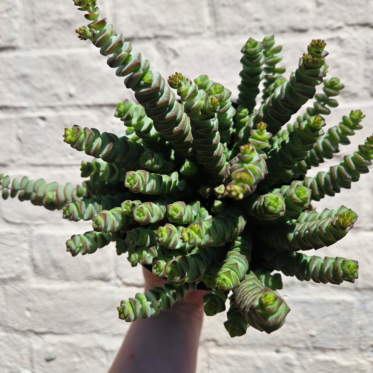 Crassula marnieriana (Jade Necklace Plant)