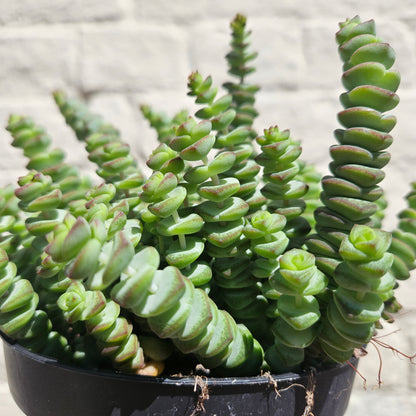 Crassula marnieriana (Jade Necklace Plant)