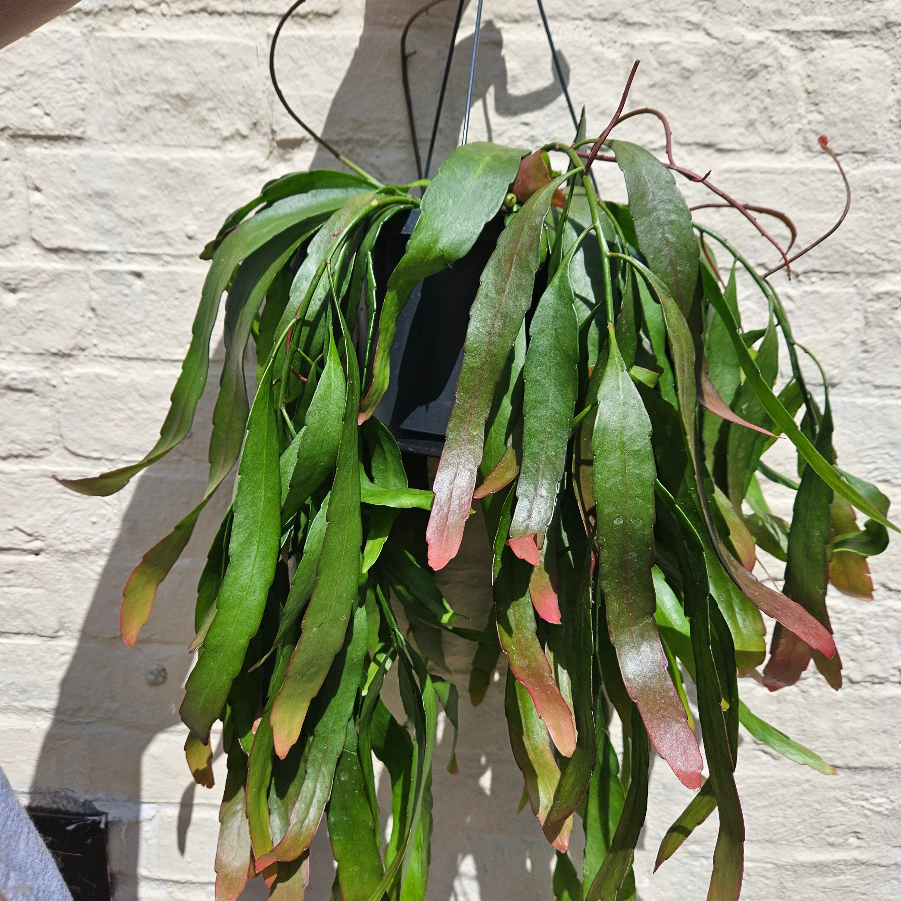 Rhipsalis ramulosa (Red coral)